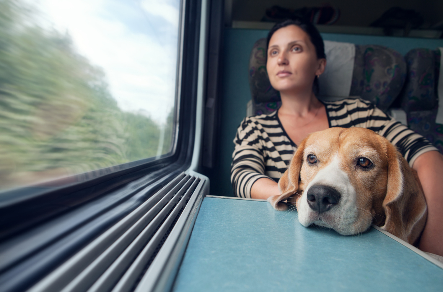 Как провозить животных в поезде по новым правилам